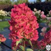 Hydrangea paniculata 'FRAMBOISINE® Rensam' - Aedhortensia 'Samarskaya Lydia' C1/1L